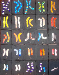Série couleur ADN - 1995-2005 - DNA color series